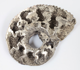 Пиритовый аммонит 67,5 карат 