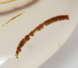 Дендритический агат 33,9 карат 