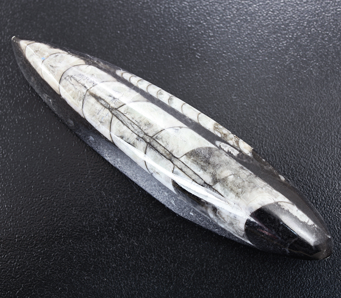 Ортоцерасы в породе 21,83 грамм