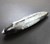 Ортоцерасы в породе 21,83 грамм 