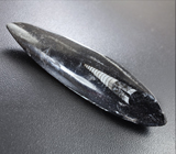 Ортоцерасы в породе 21,83 грамм 