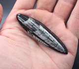 Ортоцерасы в породе 21,83 грамм 