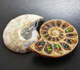 Пара аммонитов с опализированными фрагментами 63 карат 