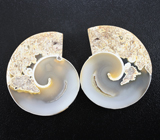 Пара агатизированных слайсов моллюска 