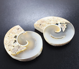 Пара агатизированных слайсов моллюска 