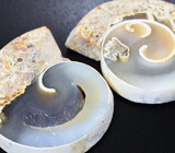 Пара агатизированных слайсов моллюска 