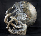 Крупный мадагаскарский аммонит 