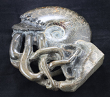 Крупный мадагаскарский аммонит 