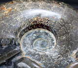 Крупный мадагаскарский аммонит 