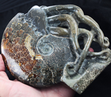 Крупный мадагаскарский аммонит 