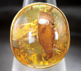 Кольцо c бирманский янтарем с крылом насекомого Золото