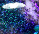 Опал 6,52 карат 