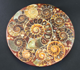 Слайс с аммонитами на подставке 184 грамма 