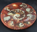 Слайс с аммонитами на подставке 184 грамма 