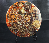 Слайс с аммонитами на подставке 184 грамма 