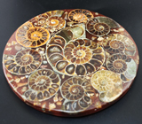Слайс с аммонитами на подставке 184 грамма 