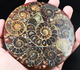 Слайс с аммонитами на подставке 184 грамма 