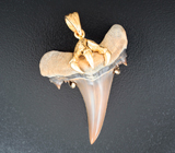 Золотой кулон с редким артефактом - ископаемым зубом акулы Jaekelotodus 19,34 карата