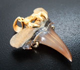 Золотой кулон с редким артефактом - ископаемым зубом акулы Jaekelotodus 19,34 карата