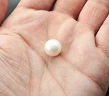 Крупная кремово-белая морская жемчужина 13,89 карата! Исключительный люстр 