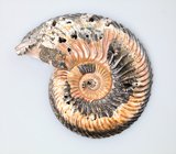 Кулон с крупным пиритовым амонитом с перламутровым слоем 51,44 карата
