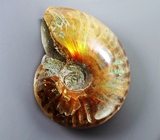 Опализированный аммонит 81,16 карата 