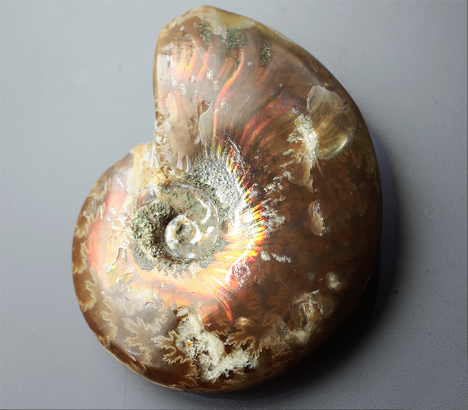 Опализированный аммонит 66,4 карата