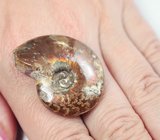Опализированный аммонит 66,4 карата