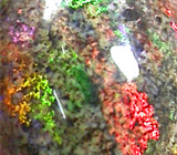 Многоцветный опал 2,08 карат 