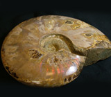 Гигантский аммонит 4115 карат 