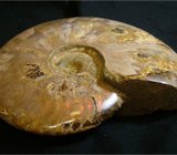 Гигантский аммонит 4115 карат
