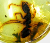 Янтарь с муравьями 1,5 карат 