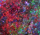 Великолепный опал 5,94 карат 