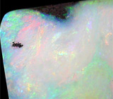 Болдер опал 7,08 карат 