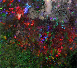 КРУПНЫЙ многоцветный опал 48,2 карат 