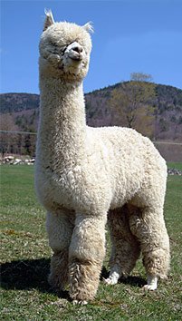 Лама Альпака