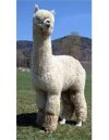 лама альпака