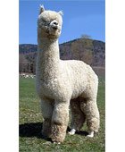 Лама Альпака
