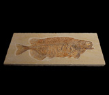 Артефакт! Известняковая плита с отпечатком ископаемой рыбы 