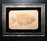 Артефакт! Известняковая плита с отпечатком ископаемой рыбы в багете 