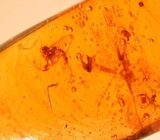 Набор из 5 экземпляров ископаемого доминиканского янтаря с насекомыми 13,83 карат 