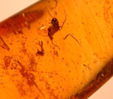 Набор из 5 экземпляров ископаемого доминиканского янтаря с насекомыми 13,83 карат 