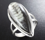 Серебряное кольцо с ортоцерасом Серебро 925