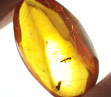 Доминиканский янтарь с насекомым 1,61 карата