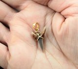 Золотой кулон с ископаемым зубом акулы Jaekelotodus 2,71 карата
