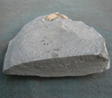 Аммонит во фрагменте известняковой плиты 